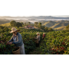 Káva Brazílie Facenda – čerstvě pražená 100% arabica (Varianta mletá 500g)