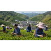 China Pai Mu Tan – bílý čaj (Varianta bílý čaj 1000g)