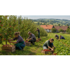 Maminčina dobrota ® – ovocný sypaný čaj bez ibišku (Varianta ovocný čaj 80g)
