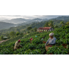 Káva Dominikánská republika – čerstvě pražená 100% arabica (Varianta mletá 1kg)
