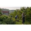 Černá lesní třešeň ® – ovocný sypaný čaj (Varianta ovocný čaj 1000g)